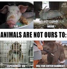 Pin By Colleen Marshall On Against Animal Cruelty Animals Animal Abuse Vegan Animals