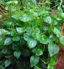 Jul 22, 2021 · cara mengolah daun sirih cina untuk obat jerawat dan bisul, bisa direbus lalu airnya diminum senin, 12 juli 2021 11:36 daun sirih cina atau ketumpang air dimanfaatkan sebagai obat herbal menjadi alternatif untuk mengobati sejumlah penyakit. Rematik Asam Urat Luka Bakar Pakai Suruhan Saja