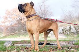 Presa Canario Dog Breed Everything About Presa Canario