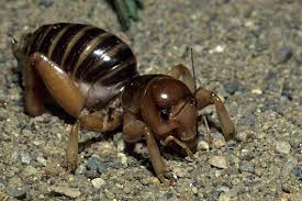 They have somewhat flattened bodies and long antennae. ØµØ±ØµØ§Ø± Ø§Ù„Ù‚Ø¯Ø³ Ø§Ù„Ø¹Ø§Ø¦Ù„Ø© Stenopelmatidae