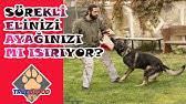 Yavru Kopegim Isiriyor Kopek Egitimi Youtube