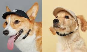 Nguồn hàng lấy sỉ phụ kiện thú cưng, chó mèo tại Hà Nội, TpHCM