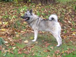 Image result for norský losí pes šedý