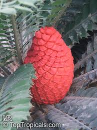 Image result for Encephalartos