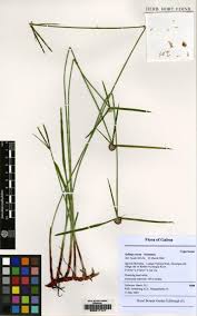 Image result for Kyllinga erecta