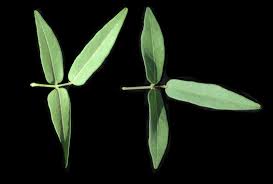 Image result for Vigna luteola