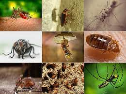 The cost of pest control services in singapore. Top 5 Reliable Pest Control Services In Singapore 2021