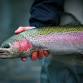 2025 CVTU Erie Steelhead Trip event image
