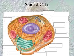 This is a science quiz for class 6th! Cells 6th Grade