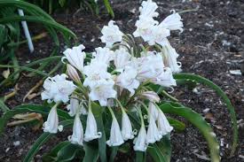 Image result for Crinum harmsii