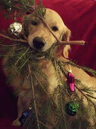 Christmas photos with big air photography and jena photography. 18 Christmas Pet Photo Ideas 1 More Than 2 Christmas Pet Photos Christmas Pet Photo Ideas Christmas Animals