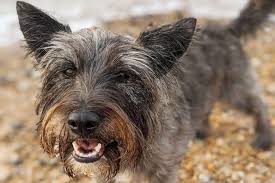 Gave this puppy to my 5yo for her birthday and she loves it!. Get Ready To Meet 40 Of The Best Jack Russell Terrier Mixes K9 Web