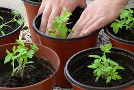 Check spelling or type a new query. Best Times To Grow Vegetables In Containers Harvest To Table