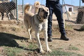 Sivas Ta Kangal Kopekleri Icin Dev Tesis Kurulacak