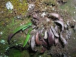 Image result for Grammitis cryptophlebia