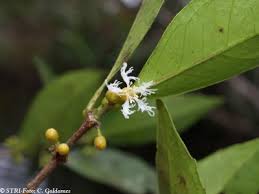 Image result for Cassipourea