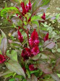 Image result for Celosia stuhlmanniana