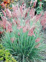 Full sun ornamental grass perennial. Savannah Ruby Grass Ornamental Grass Seeds Perennial Flower Seeds