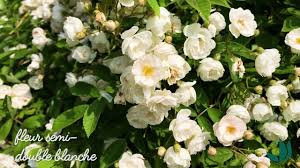 Le Rosier Rosa Multiflora Nana
