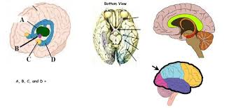 Maybe you would like to learn more about one of these? Print Map Quiz Internal External Brain Functions Hotspot Brain Brain Anatomy Life Science