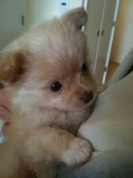 The pomeranian chihuahua mix puppies and the parent dogs should also be kept at a healthy. Pomeranian Chihuahua Mix Pomeranian Chihuahua Mix Baby Animals Pomeranian Mix Puppies