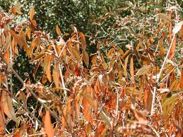 Image result for Croton gratissimus