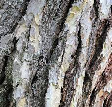 Cracked wood texture of cut tree trunk. What To Do If Your Tree Has Frost Cracks Greenpinetreeservice