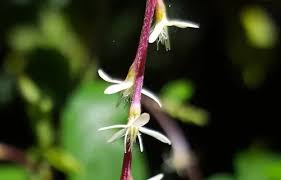Image result for Petiveria alliacea