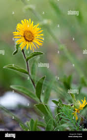 Image result for Pentanema indicum