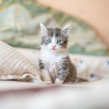 We hope as you read the unique names below, some of which are friendly and beautiful with their various meanings, help you find, choose, or at least spark some ideas for your particular cat or baby kitten so your pet can have a name that is as uncommon as he or she is! Most Popular Cat Names 2018 Popsugar Family