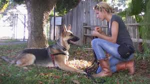 Your puppy can be taught a number of new behaviors such as Online Dog Training For Challenging Behavior