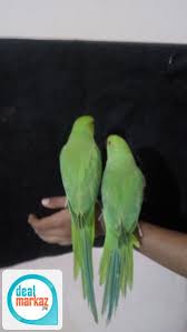 Ringneck breeder pair with eggs. Green Ringneck Babies Fully Hand Tamed 63678 Birds In Karachi Dealmarkaz Pk