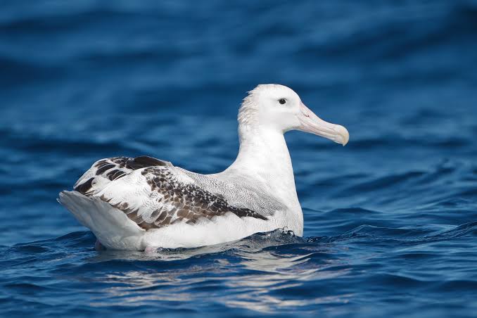 Wandering albatross wings