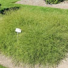 Image result for Schkuhria pinnata