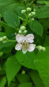 Plant with small white flowers and thorns. Free Photo Flowers White Thorn Flower Green Plants Free Download Jooinn