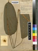 Image result for Halopegia azurea