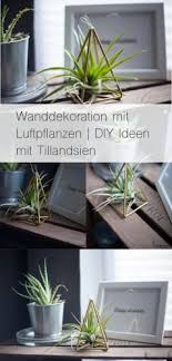 Wanddekoration Mit Luftpflanzen Luftpflanzen Diy Dekoration Fruhling Wanddekoration