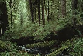Check spelling or type a new query. Forest Biome National Geographic Society