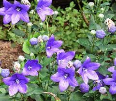 Neuer Gartentraum Einmal Schnell Ums Haus Herum Ballon Blumen Garten Pflanzenwelt