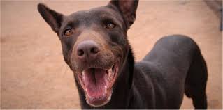 Globalnews.ca your source for the latest news on pet adoption. Animal Care Services Home Animal Care Services