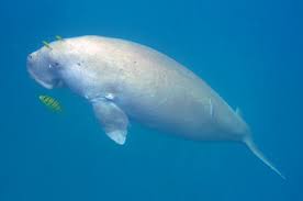 496x360 px download gif or share you can share gif dugong, mermaid, in twitter, facebook or instagram. Mermaid S Second Life