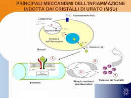 Alcuni alimenti dovrebbero essere completamente evitati in quanto hanno alti livelli di lectine. Che Cos E La Gotta Sintomi Diagnosi E Dieta Consigliata