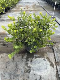 Image result for Dissotis peregrina