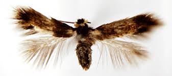 Image result for Stigmella basiguttella