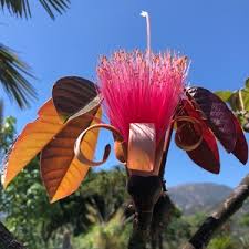 Image result for Pseudobombax