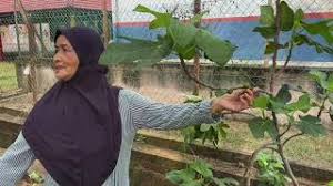 Sediakan arang atau sabut kelapa. Cara Tanam Pokok Orkid Dan Tips Penjagaan Youtube