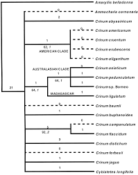 Image result for Crinum subcernuum