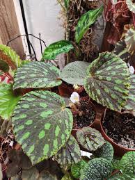 Image result for Begonia ciliobracteata