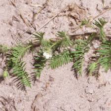 Image result for Xenostegia pinnata