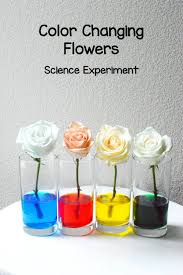 Color Changing Flowers Science Project Flowers Science Project Science Fair Projects Flower Science